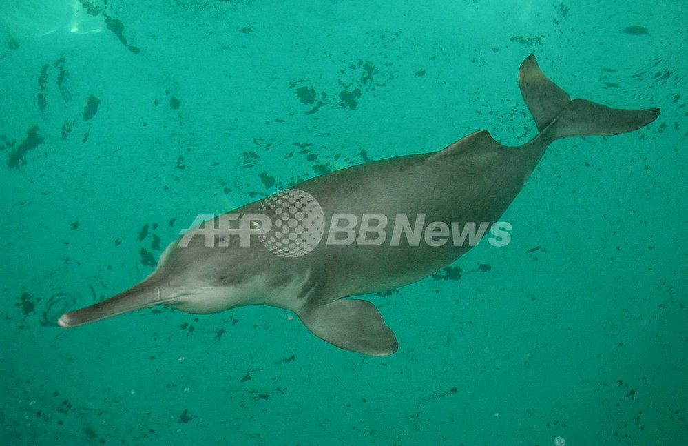 絶滅したとされるヨウスコウカワイルカ、新たな目撃証言 写真1枚 国際