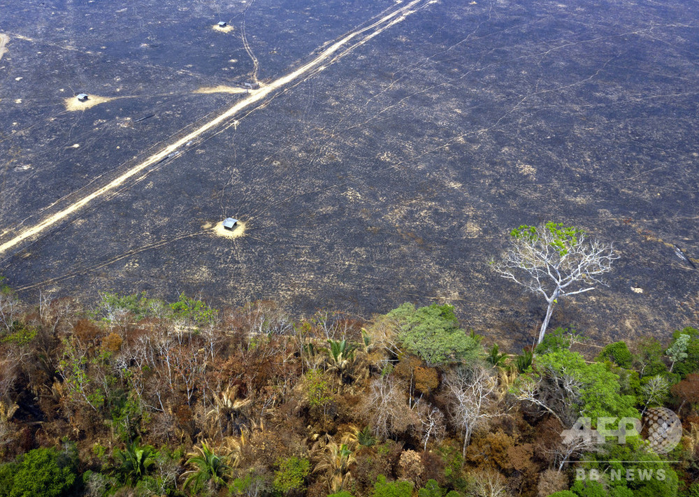 森林破壊面積 前年比85 拡大 ブラジルのアマゾン熱帯雨林 写真3枚 国際ニュース Afpbb News