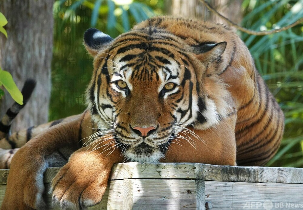 米動物園でトラ射殺 清掃員が出した腕かむ 写真1枚 国際ニュース Afpbb News
