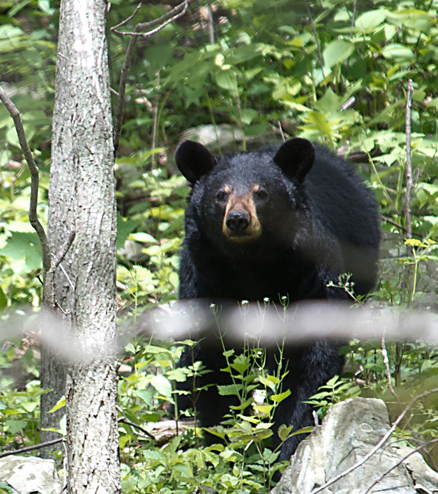 目覚めたらクマが頭を 真夏の米キャンプ場で恐怖の体験 写真1枚 国際ニュース Afpbb News