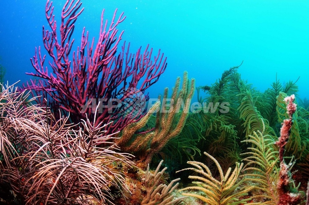 楽園カリブ海のサンゴ礁、健康状態はわずか25％ 写真2枚 国際ニュース
