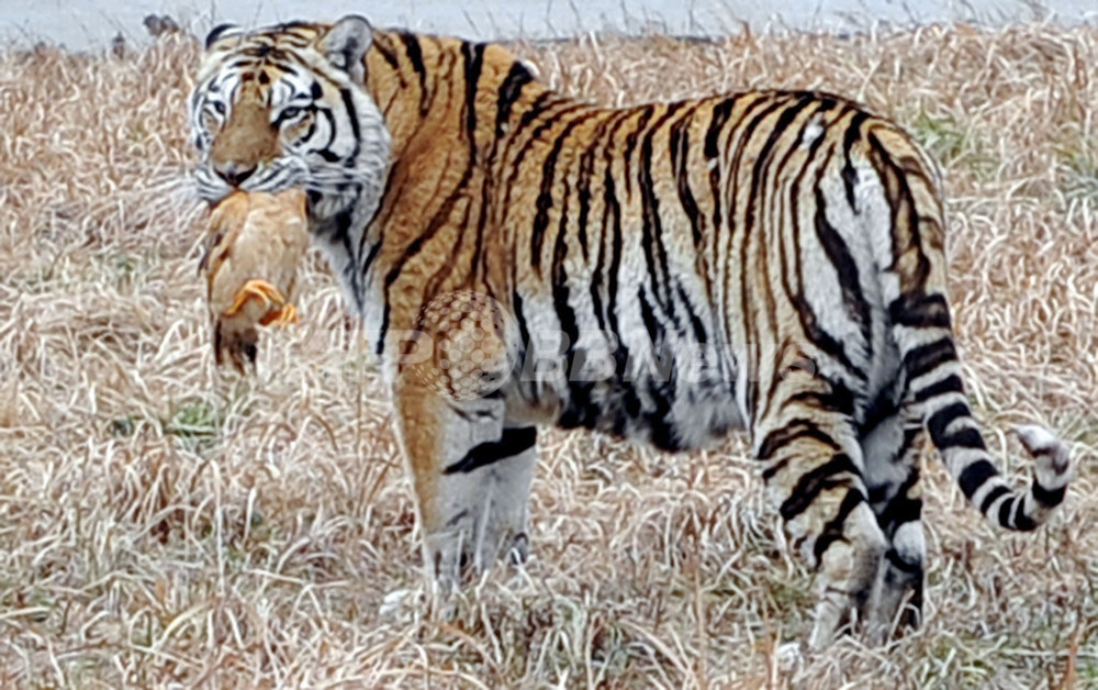 生きた鶏をトラやライオンに 上海動物園のサファリツアー 写真6枚 国際ニュース Afpbb News