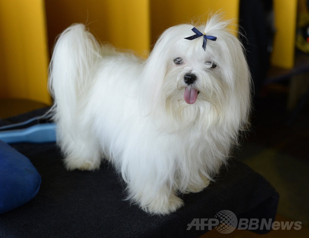 「美犬」大集合、ウエストミンスター・ケンネル・クラブ・ドッグショー