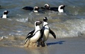 ケープペンギン。南アフリカ南部ケープタウン近郊にあるテーブルマウンテン国立公園にて（2010年7月4日撮影、資料写真）。(c)Jewel SAMAD / AFP