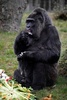 ドイツ首都のベルリン動物園で、バースデーケーキを食べる欧州最高齢のゴリラ、ファトゥ（2018年4月13日撮影）。(c)AFP PHOTO / John MACDOUGALL