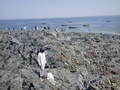 パキスタン南西部で24日に発生した大地震により同国沖に出現した島には、興味をひかれた地元住民らが次々と上陸している。

国立海洋研究所（National Institute of Oceanography）の海洋生物学者によると、島は幅300フィート（約91メートル）、長さ120フィート（約37メートル）ほど。標高は18～21メートルで、沿岸から200メートルほど離れた場所に出現。専門家らによると、強い揺れが発生した際に地中のメタンガスが土壌を噴き上げて形成される「泥火山」の可能性が高く、数か月で消滅する可能性もあるという（2013年9月25日撮影）。(c)AFP/Behram BALOCH