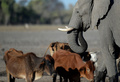 ボツワナ・マウン郊外の泥地に入るゾウや牛（2019年9月28日撮影）。(c)MONIRUL BHUIYAN / AFP