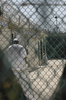 キューバのグアンタナモ（Guantanamo）米海軍基地内にあるテロ容疑者収容施設で、独房棟前を歩く収容者（2008年7月23日撮影）。(c)AFP/Randall Mikkelsen