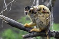 母親におんぶされるボリビアリスザルの赤ちゃん。台湾の台北市立動物園で（2020年9月16日撮影）。(c)SAM YEH / AFP