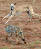 モロッコ北部Oued Jdidaでジャッカルを追う猟犬スルーギ（2008年10月11日撮影）。(c)AFP/ABDELHAK SENNA