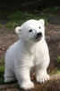 ドイツ・ベルリン（Berlin）の動物園で初めて屋外に出た生後3か月のクヌート（Knut、2007年3月27日撮影）。(c)AFP/JOHN MACDOUGALL