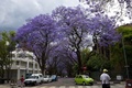 南アフリカの首都プレトリア（Pretoria）から約60キロのヨハネスブルク（Johannesburg）で満開を迎えたジャカランダ（2013年11月7日撮影）。(c)AFP/ALEXANDER JOE
