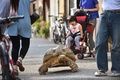 東京・月島の道を歩く亀のボンちゃんと飼い主の三谷久夫さん（右、2015年6月10日撮影）。(c)AFP/KAZUHIRO NOGI