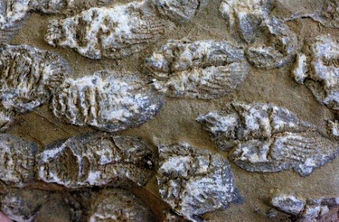 格安SALEスタート！ 中国でデボン紀のサンゴ化石発見 3億5千万年前の秦嶺山脈は海 標本用品