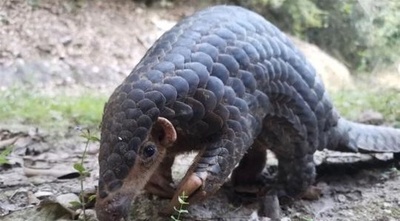 民家に野生のセンザンコウ、森に戻される 浙江省