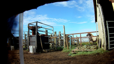 妊娠中の馬の「血液牧場」、虐待映像流出 アイスランド