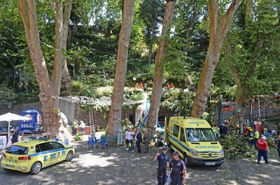 巨木が倒れ13人死亡 ポルトガル、宗教行事の人混み直撃