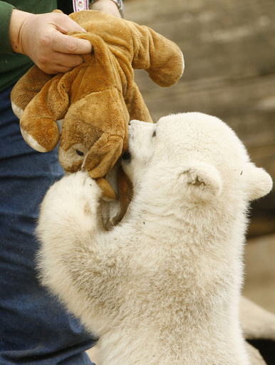 人工飼育中のホッキョクグマ「クヌート」、世界中で大人気 - ドイツ