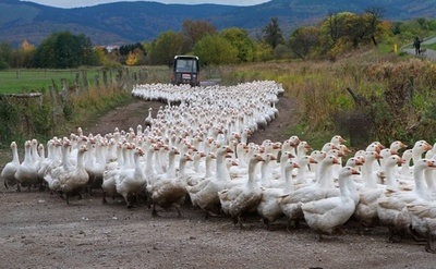 羊さながらに家路につくガチョウの群れ、ドイツ