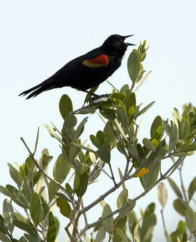 北米の鳥の個体数、約50年で29％減少 30億羽に相当 研究