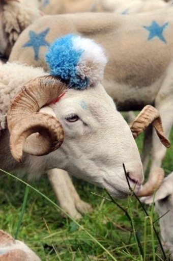 ヒツジに品種改良の余地あり、遺伝子研究で明らかに 豪