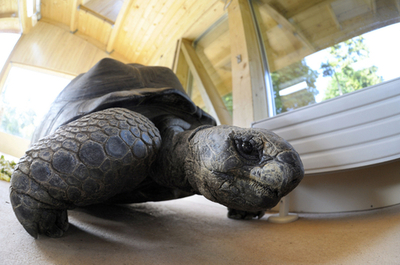 ゾウガメのトムくん、パリからセーシェルにお引越し
