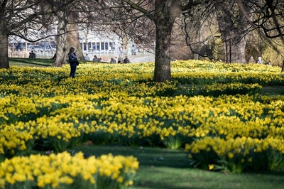 ロンドンに春の気配、広がる花畑