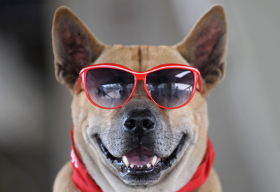 世界経済危機に「犬」も抗議 バンコク