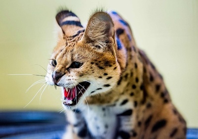 飼育環境で問題に…ペットの健康取り戻す保護施設 オランダ