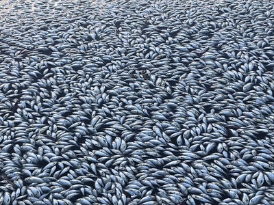 「数十万匹」規模の魚の大量死、死骸で水面が白一色に 豪
