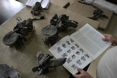 新種の肉食恐竜の化石発見 「悪霊」と命名 アルゼンチン