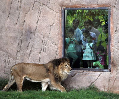 中東最大規模のUAEの動物園、市民に人気