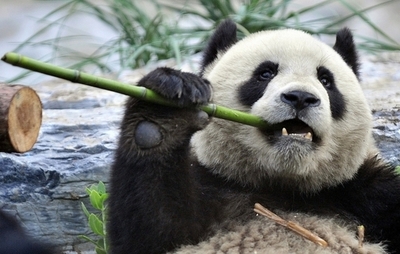 パンダがフェンス登った見物人を襲撃、中国の動物園