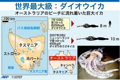 巨大イカ、オーストラリアで発見