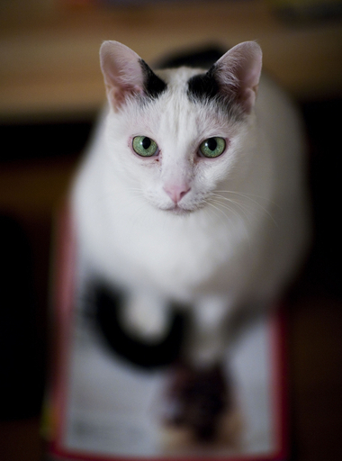 米研究チーム、ネコゲノムの解析に成功