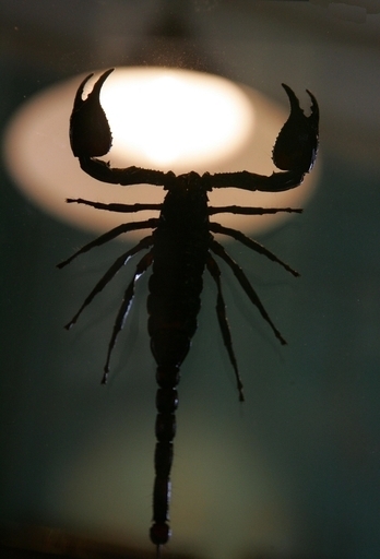 香港から届いた小包の中身は猛毒のサソリやクモ、税関職員が発見