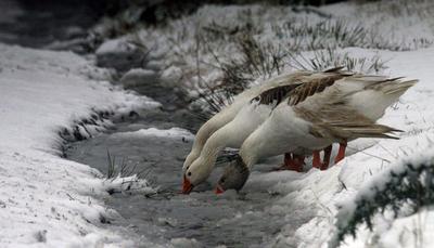チリ南部の島、川も凍る寒波
