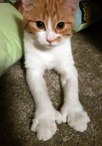 NZの「ファーストキャット」交通事故死、首相も悲しみを表明