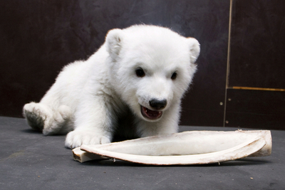 大きな骨に興味津々、生後3か月のフロッケ