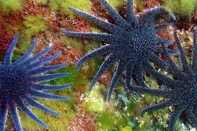 深海にも多数の新種生物、これまでに1万7000種以上発見