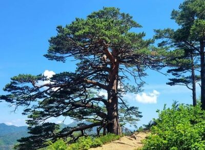 緑で目と心を洗う…森へ旅立つ韓国の避暑 (3)