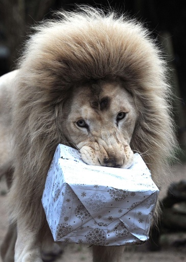 ホワイトライオン、Xmasプレゼントにがぶり！仏動物園