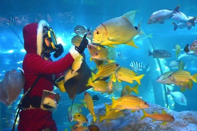魚たちにもメリークリスマス、しながわ水族館で水中ショー
