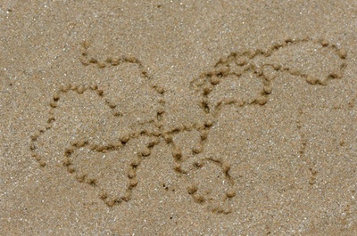 砂浜の絵師、スナガニ