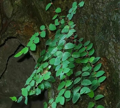 中国広西で新種植物が発見 絶滅危惧種と判明