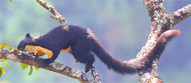 中国国家二級重点保護野生動物クロオオリスの撮影に成功 雲南省竜陵県 写真5枚 国際ニュース Afpbb News