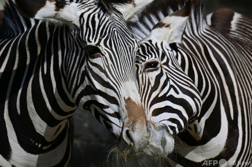 【今日の1枚】どちらのしま模様？ ベルリン動物園のシマウマ