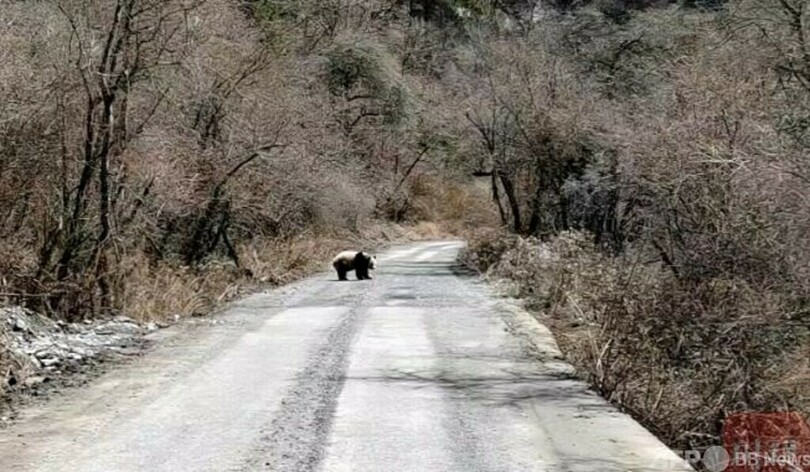 パトロールスタッフが野生パンダとツーショット撮影