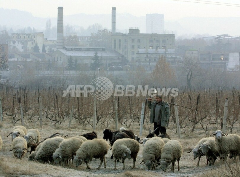 ヒツジ600匹と羊飼いが蒸発のミステリー グルジア 写真1枚 国際ニュース Afpbb News