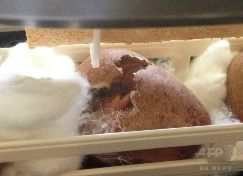 盗まれた希少ハヤブサの卵を保護、ひなも誕生 チリ